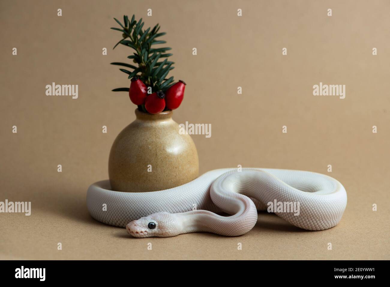 Baby leucistic ball python with rosehip and jew. Stock Photo