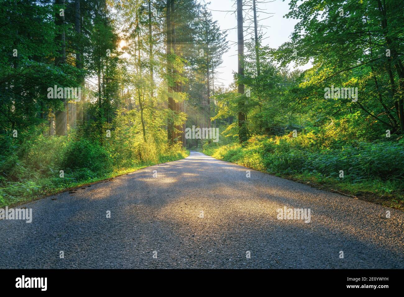 Lonely forest road in middle hi-res stock photography and images - Alamy
