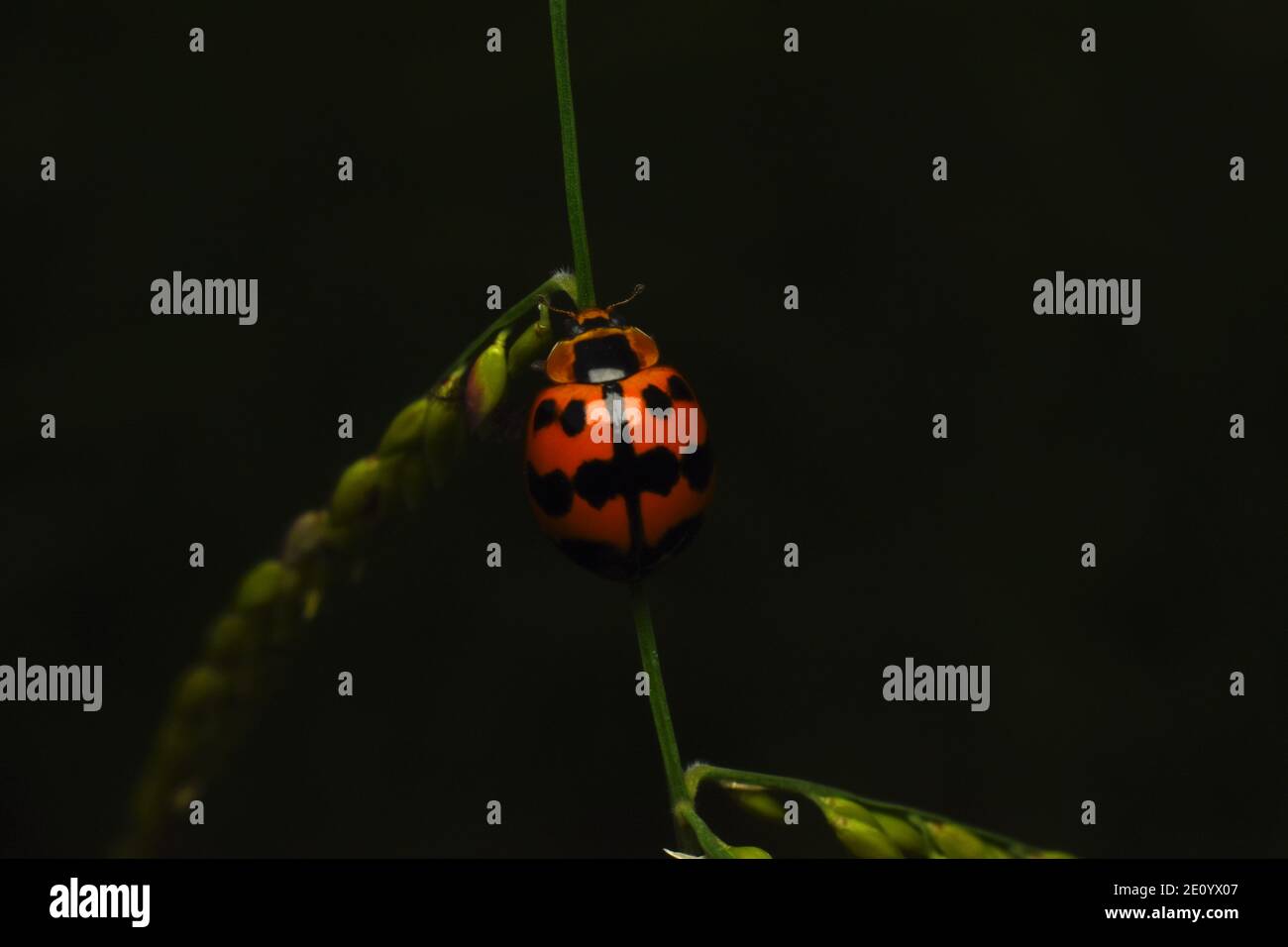 A ladybug crawling on stem of grass Stock Photo