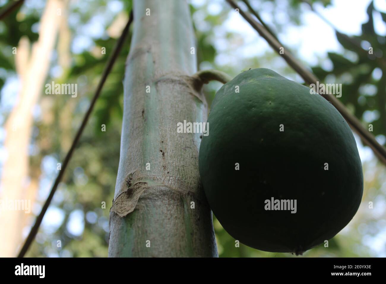 Papaya fruit in the tree natural photo capture at Dhaka, Bangladesh