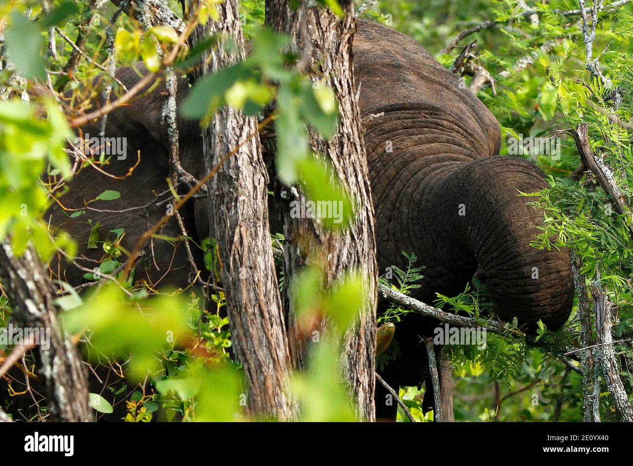 Wild African elephants in the natural African bush. Stock Photo