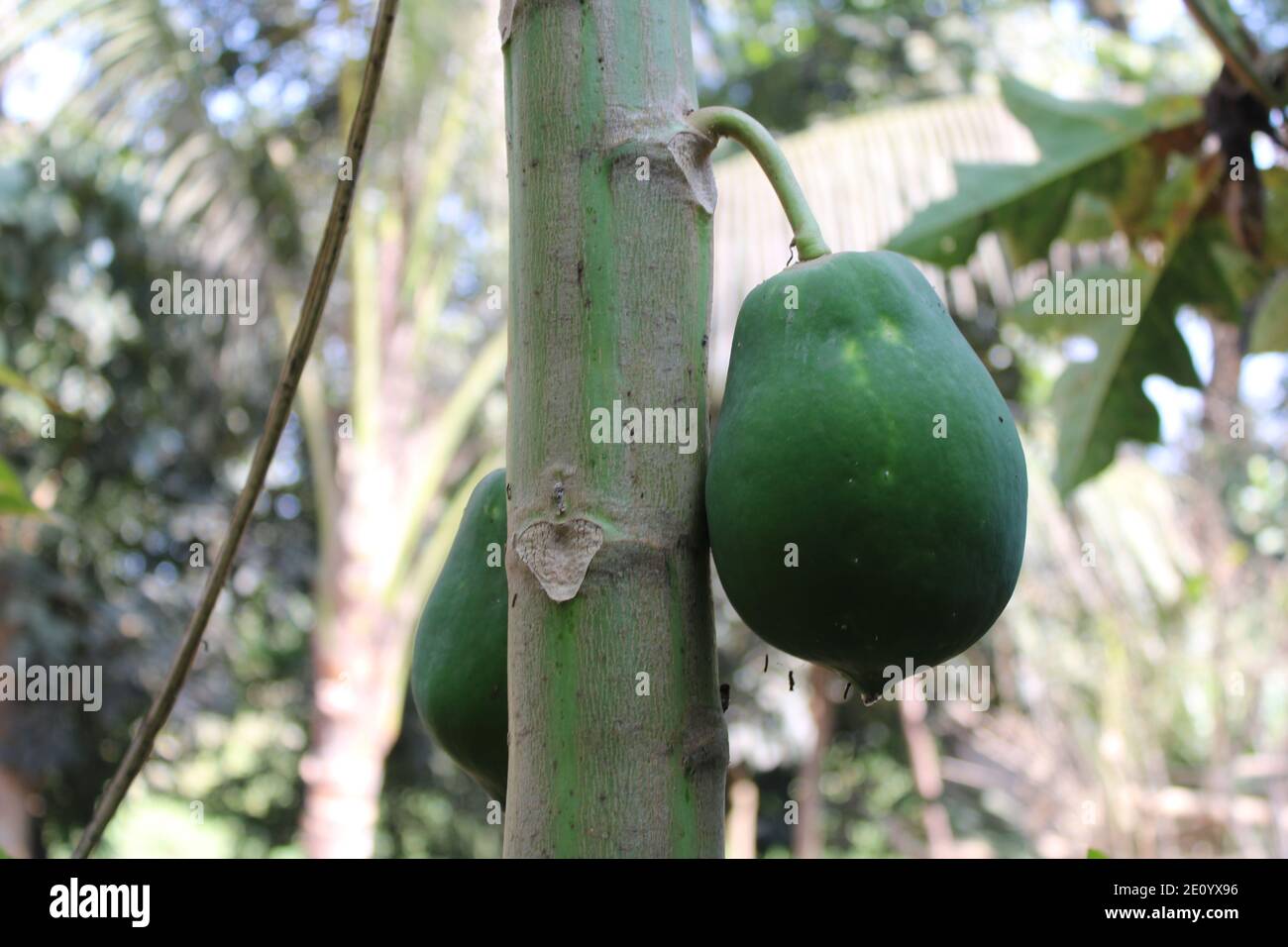 Papaya fruit in the tree natural photo capture at Dhaka, Bangladesh