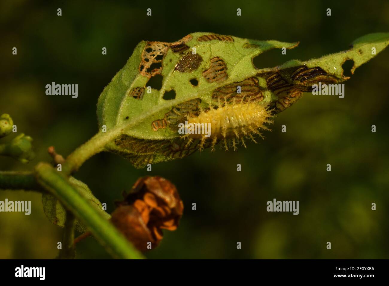 close up view of ladybug larva Stock Photo