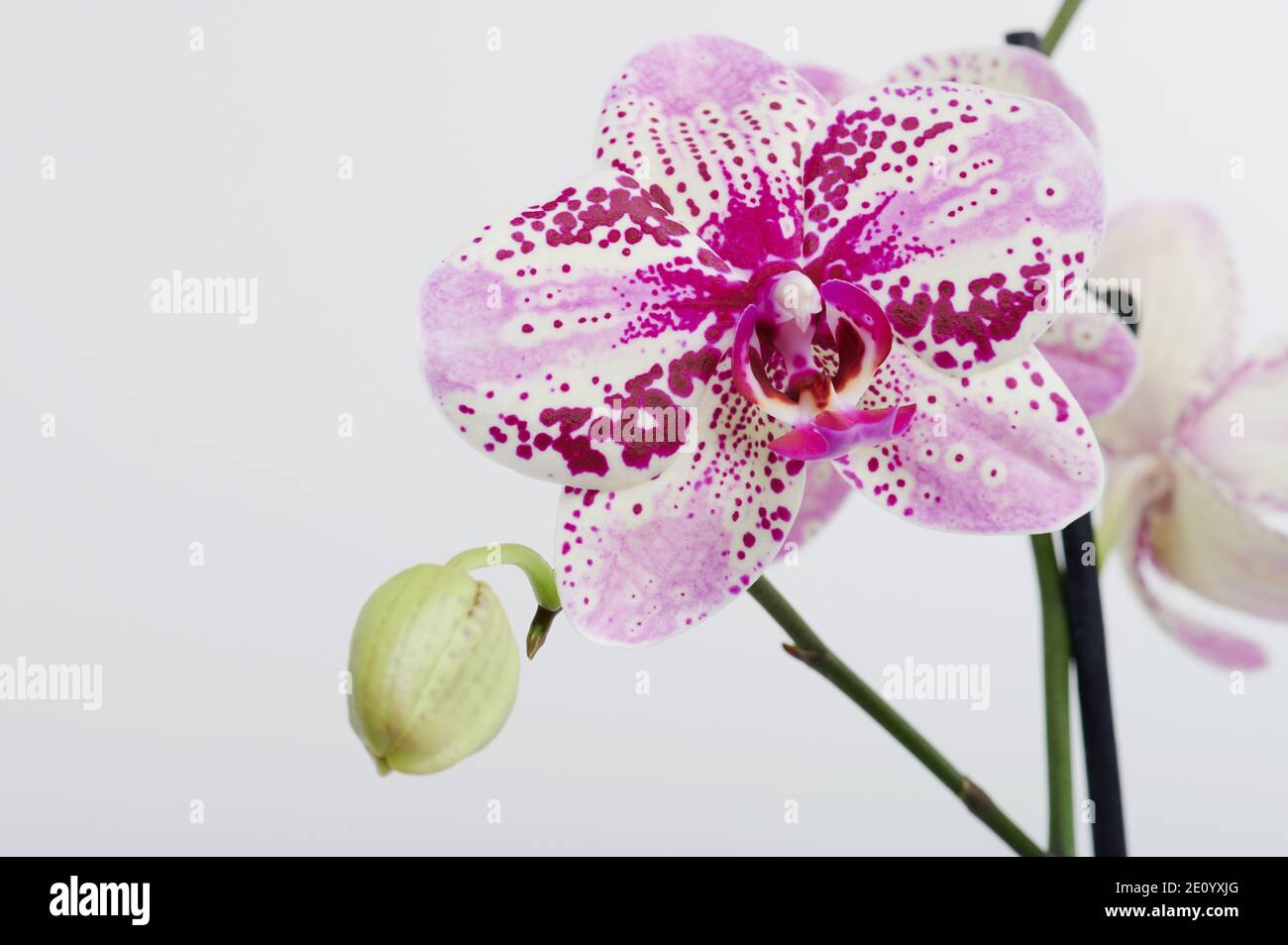 Elegant pink orchid flower head with white copy space Stock Photo