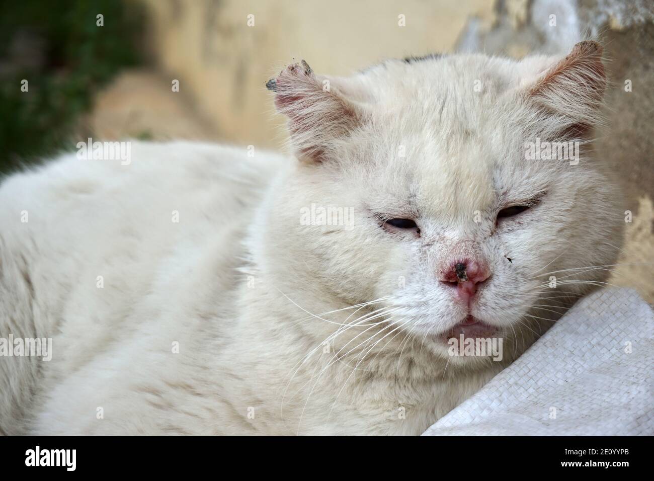 Old and injured cat resting Stock Photo