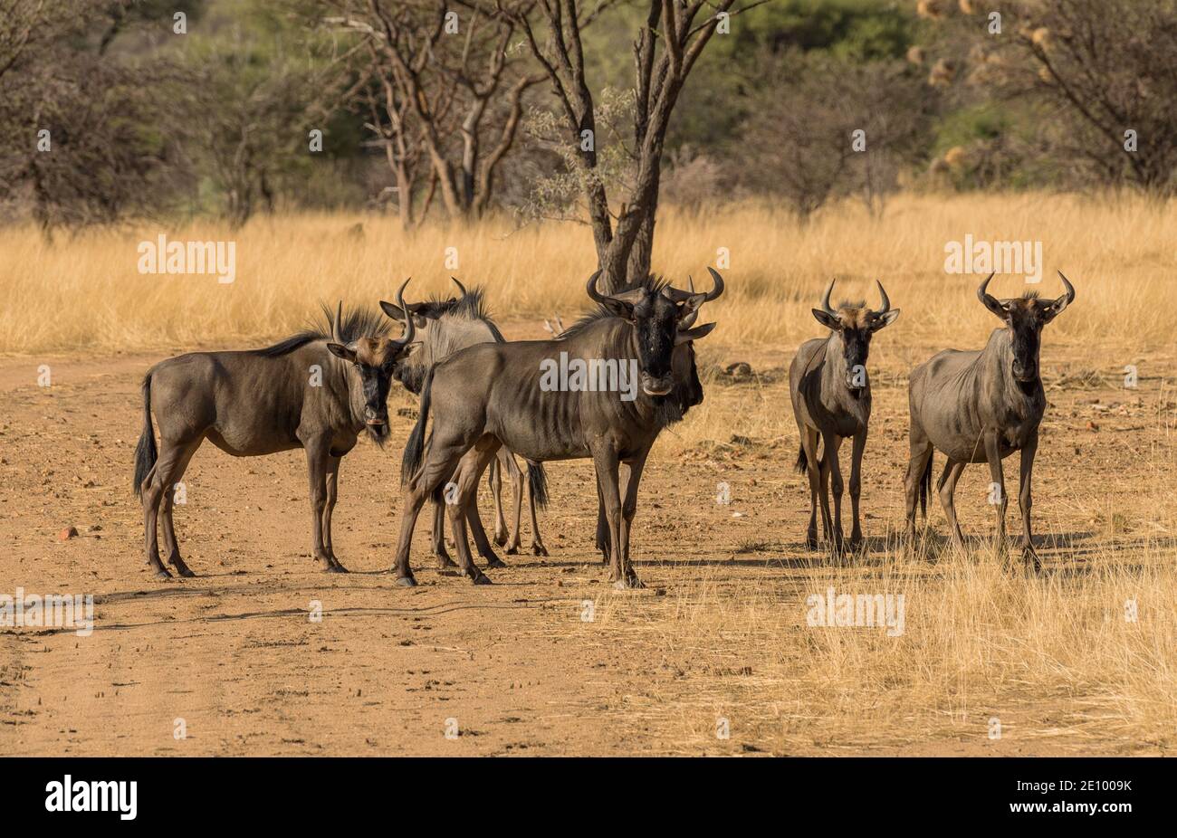 Wildebeests standing a small group in the savannah, Namibia Stock Photo