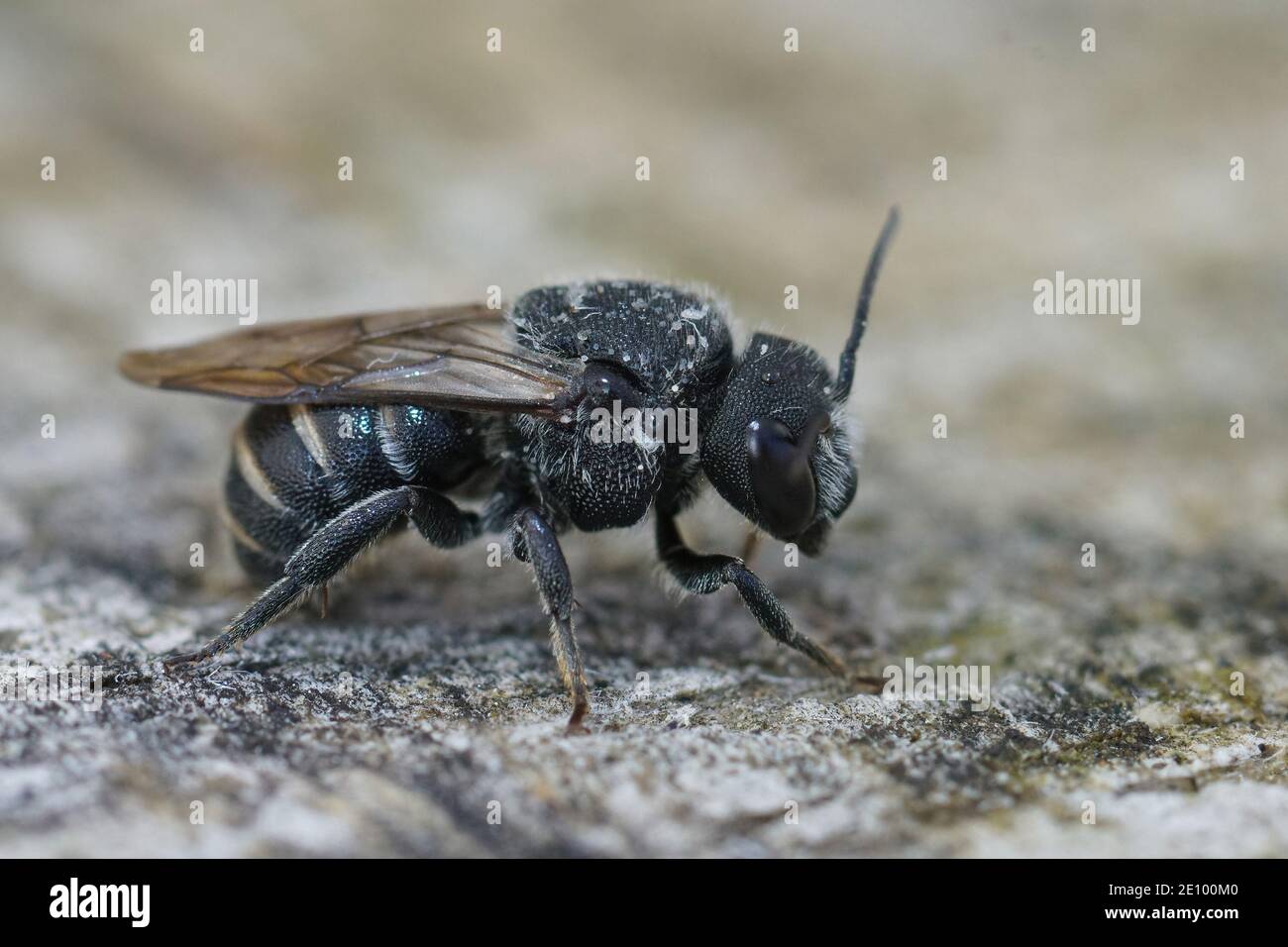 A close up of a Banded Dark Bee ( Stelis punctulatissima ) which is a cleptoparasite on Carder bees ( Anthidium ). Location : Gard, France Stock Photo
