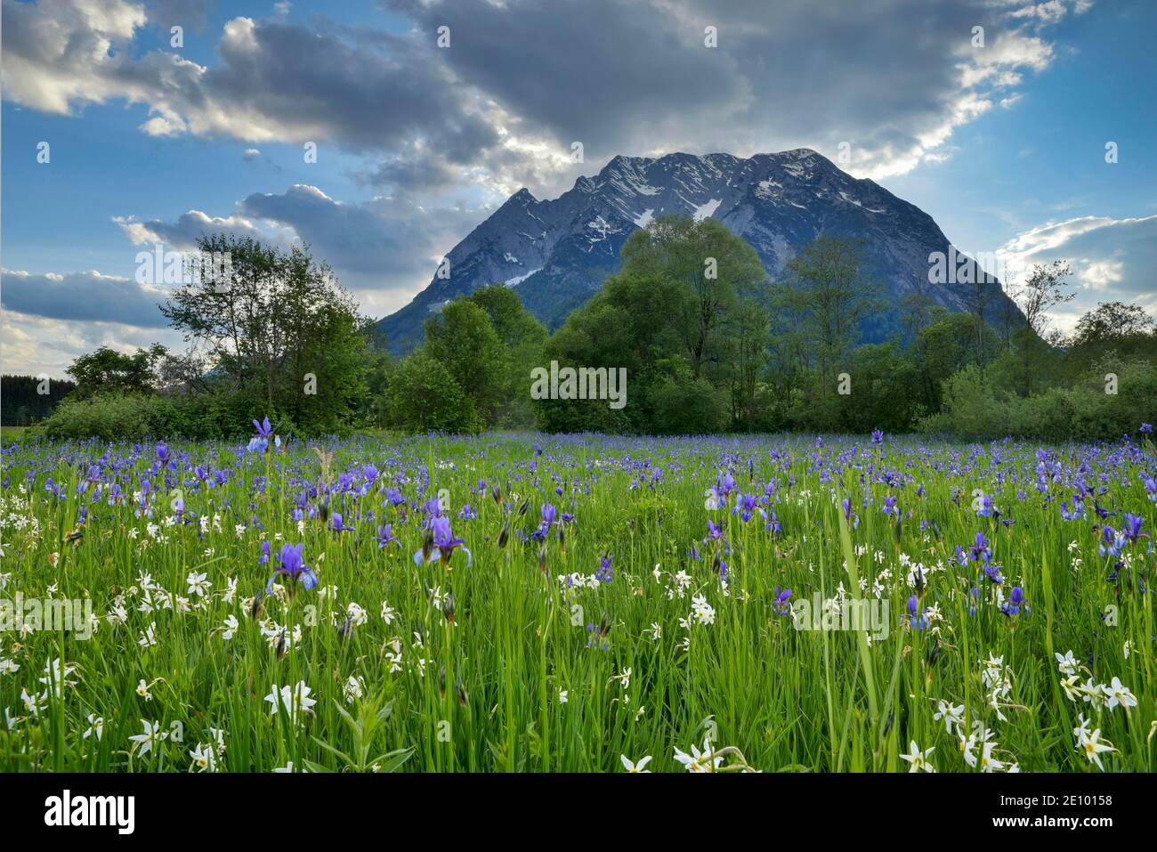 Meadow with white mountain daffodils (Narcissus radiiflorus) and Siberian iris (Iris sibirica), behind them the Grimming, Styria, Austria, Europe Stock Photo