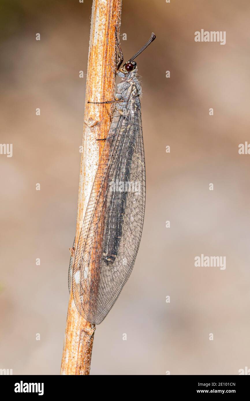 Antlion (Myrmeleontidae), Zams, Landeck, Tyrol, Austria, Europe Stock Photo