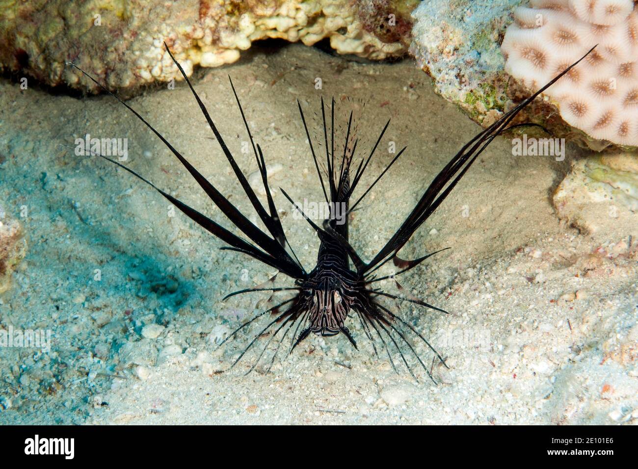 Black Red Lionfish (Pterois volitans) on sandy bottom, juvenile form, Red Sea, Egypt, Africa Stock Photo