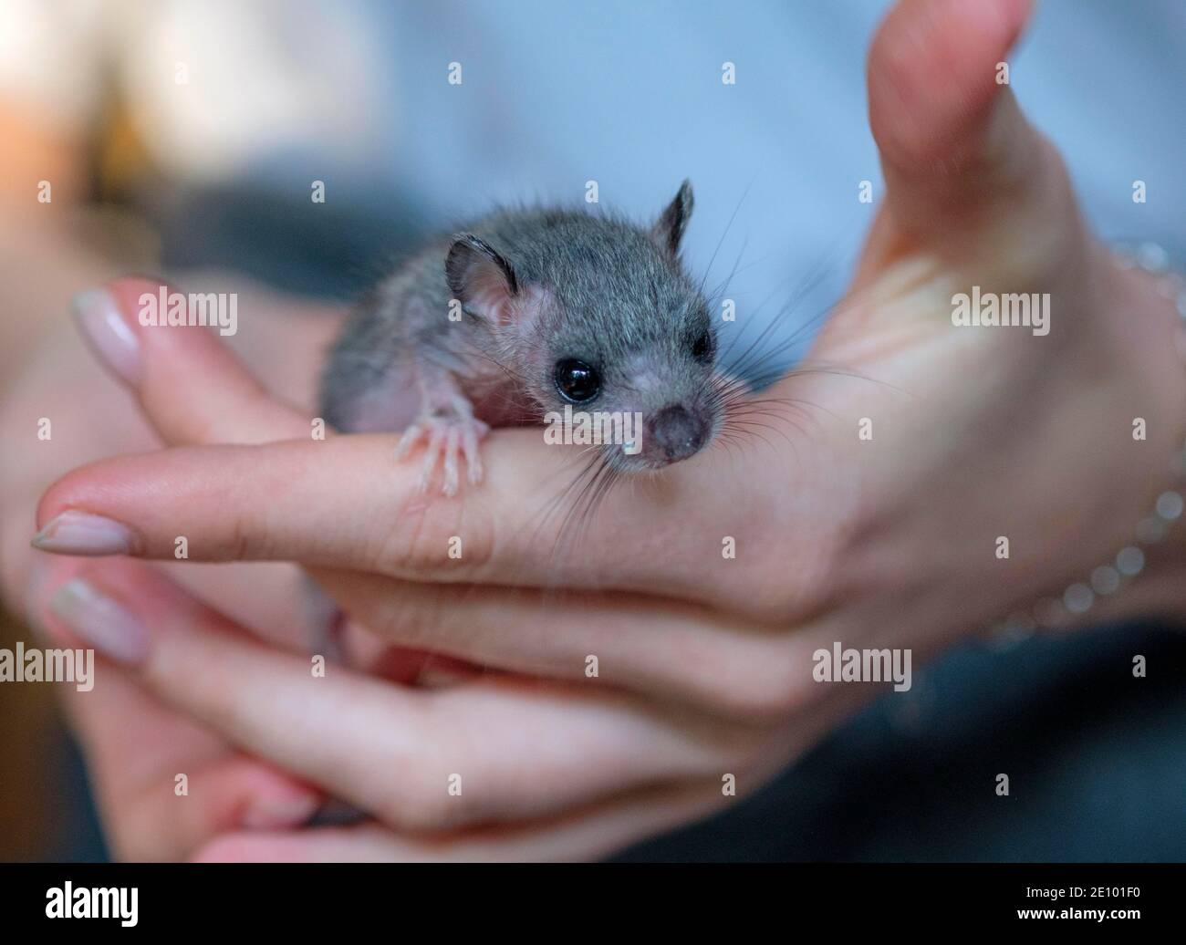 Edible dormouse (Glis glis), young animal, hand-reared, Upper Bavaria ...