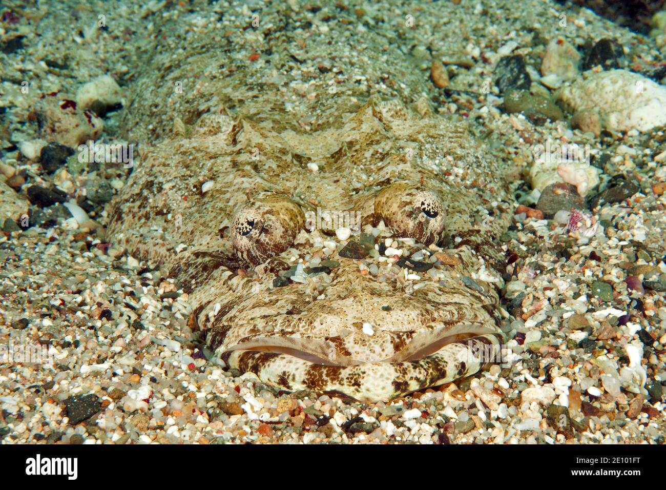 Tentacled flathead (Papilloculiceps longiceps) camouflaged on sandy ground, Red Sea, Egypt, Africa Stock Photo