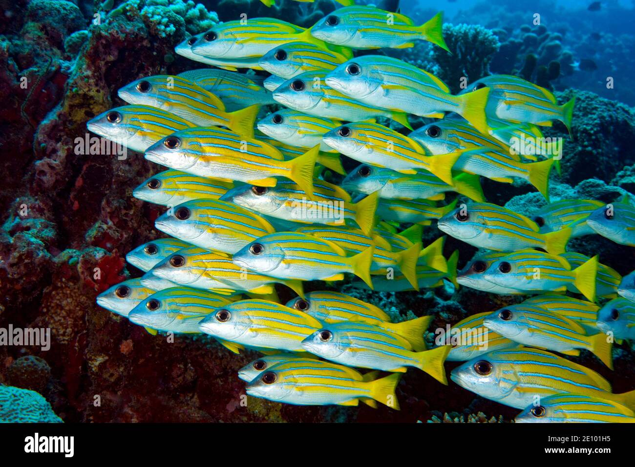 School of fish blue stripe snapper (Lutjanus kasmira), Maldives, Asia Stock Photo