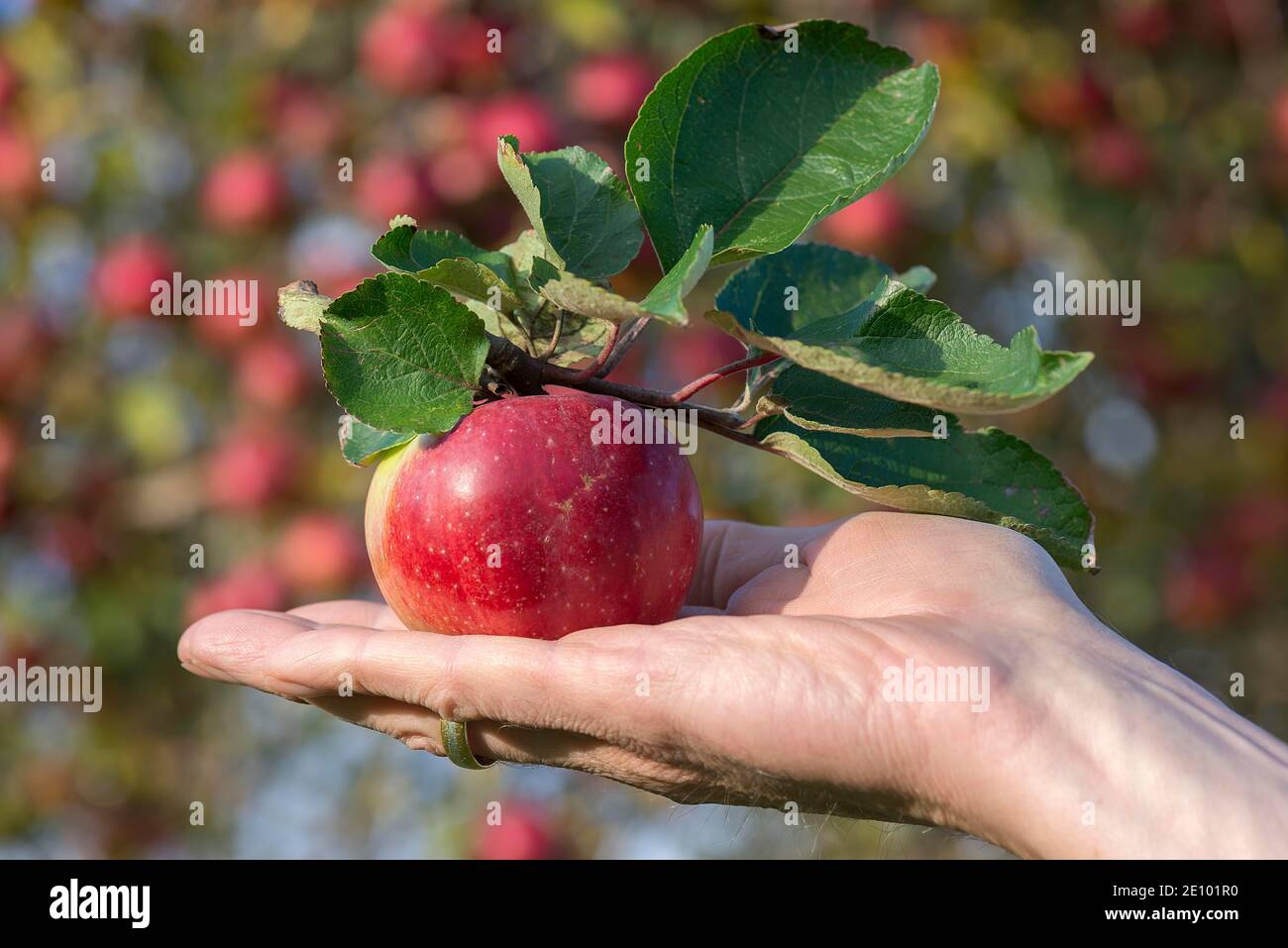 Hand central hi-res stock photography and images - Alamy