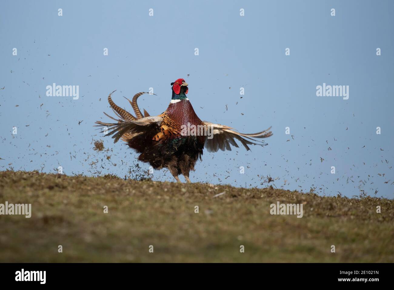 Common pheasant (Phasianus colchicus) adult male bird during it's courtship display, Suffolk, England, United Kingdom, Europe Stock Photo
