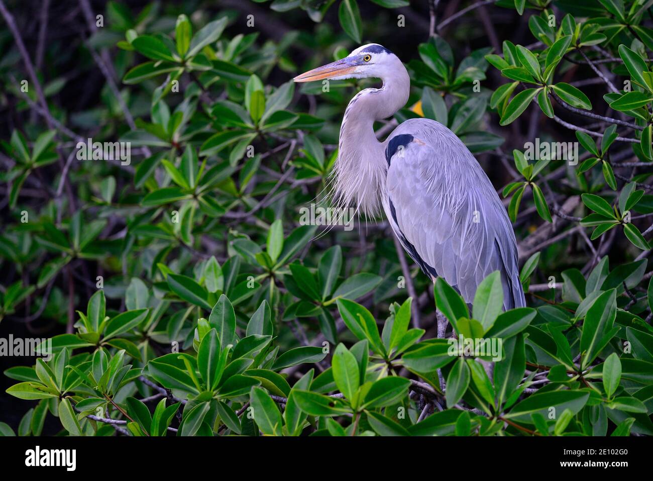 Great Blue Heron (Ardea Herodias) Sitting In Mangrove Forest, Isabela ...