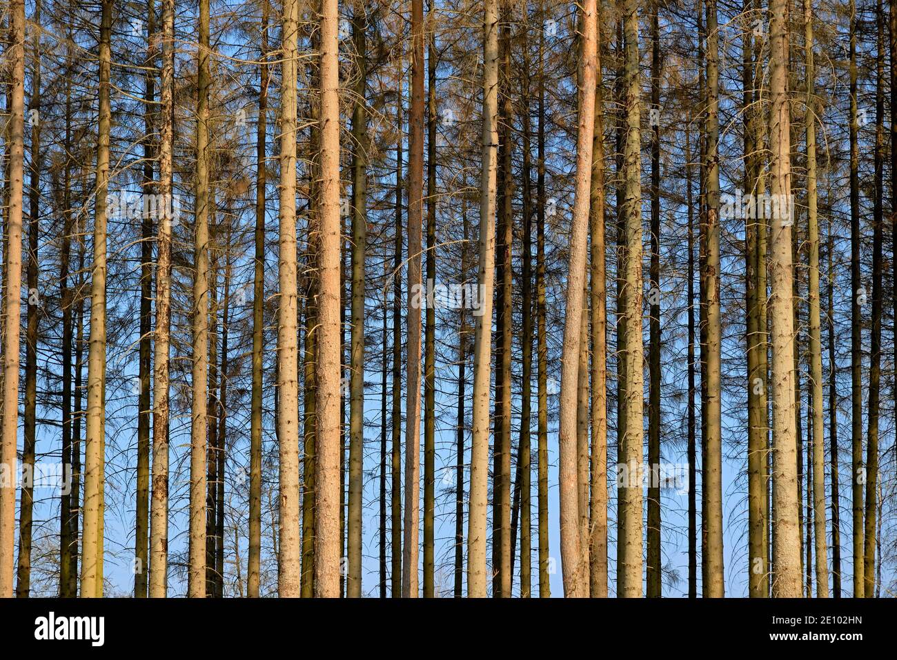 Coniferous forest, dead spruce (Picea abies) due to bark beetle infestation and drought, Arnsberger Wald nature park Park, North Rhine-Westphalia, Ger Stock Photo