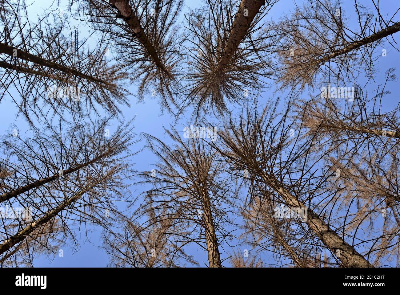Spruce (Picea abies), view into the treetops, dead trees due to bark beetle infestation and drought, blue sky, Arnsberger Wald nature park Park, North Stock Photo