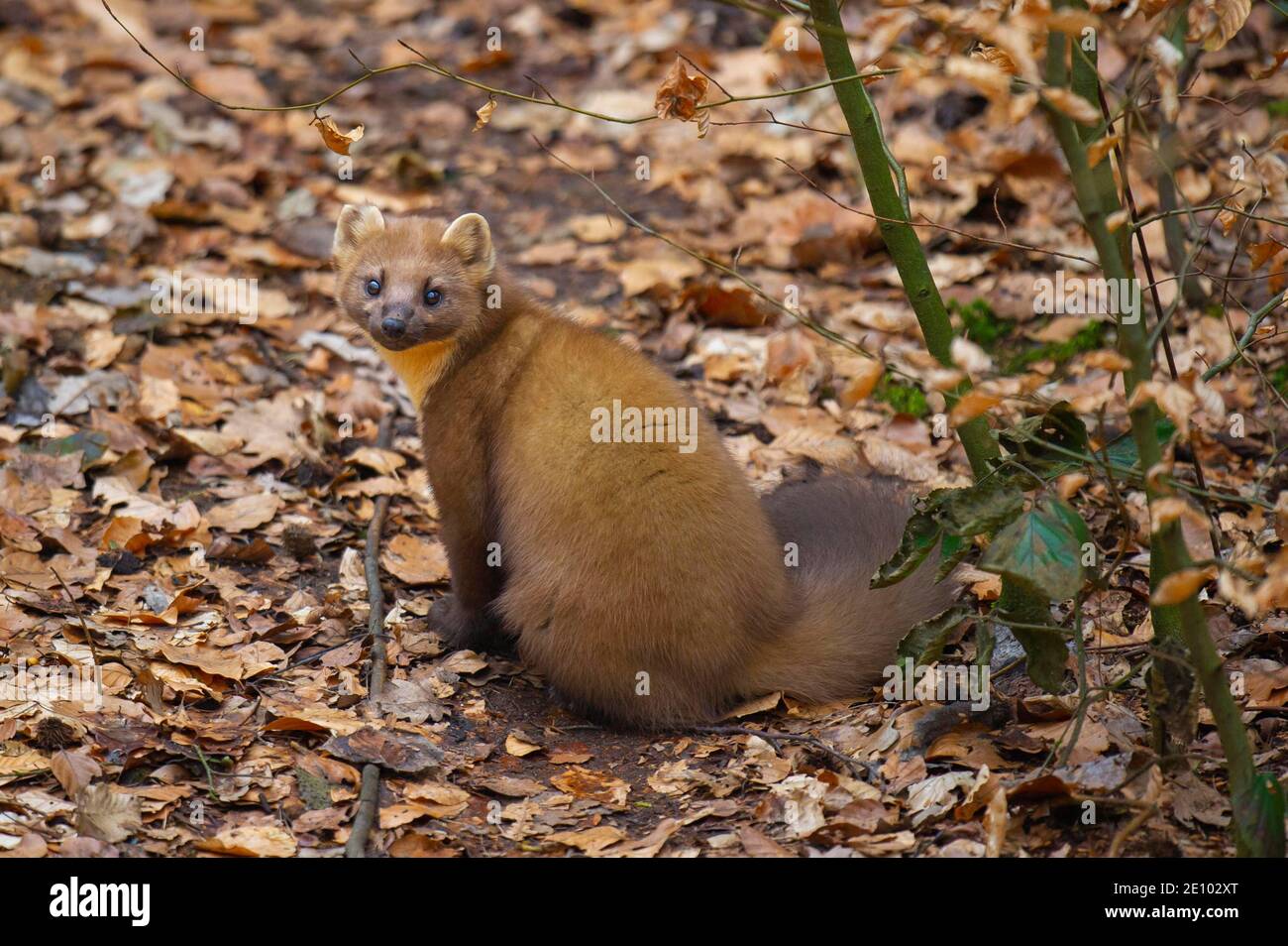 European pine marten (Martes martes) on the forest floor, Vechta, Lower Saxony, Germany, Europe Stock Photo