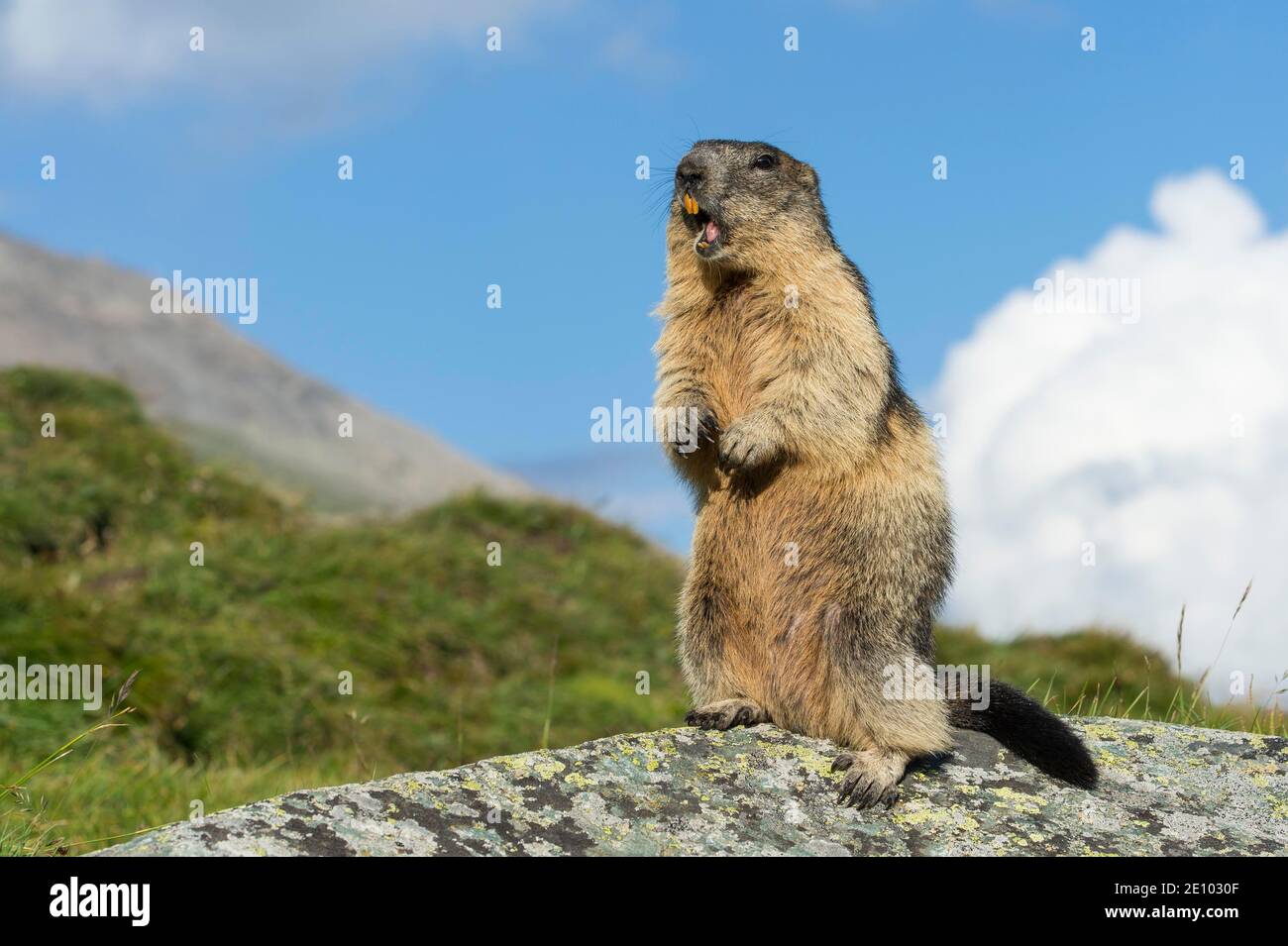 Marmot (Marmota marmota) in the Alps, warning call, whistles, Hohe Tauern National Park, Austria, Europe Stock Photo