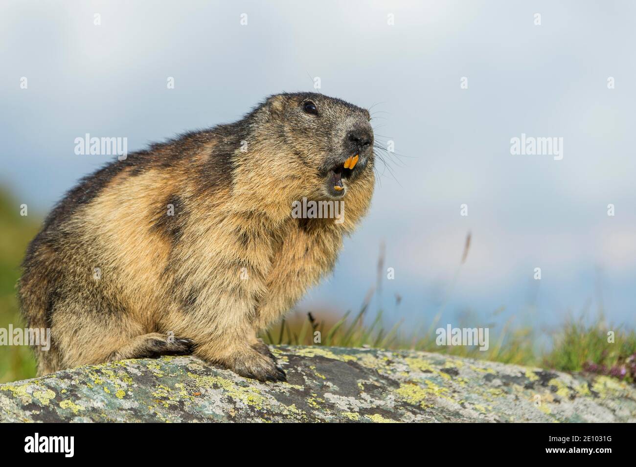 Marmot (Marmota marmota) in the Alps, warning call, whistles, Hohe Tauern National Park, Austria, Europe Stock Photo