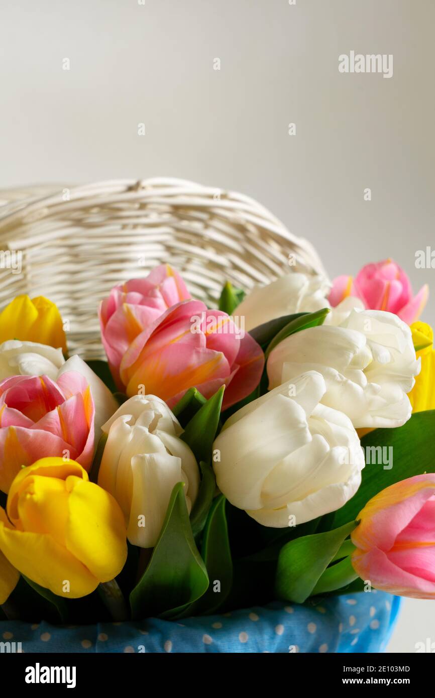 Spring pink, yellow and white tulips Stock Photo