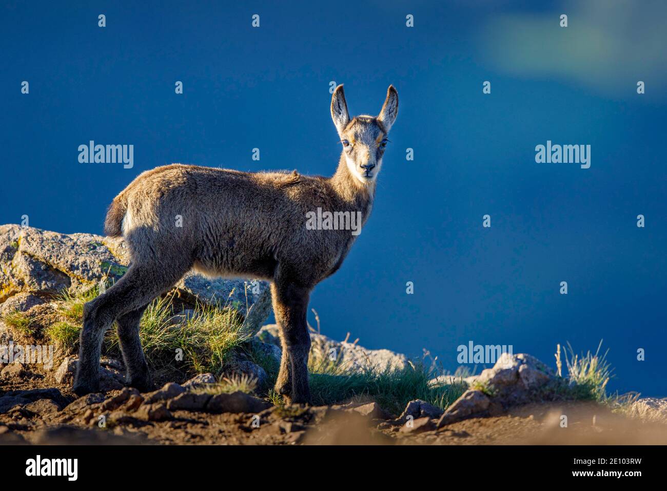 Chamois kid hi-res stock photography and images - Alamy