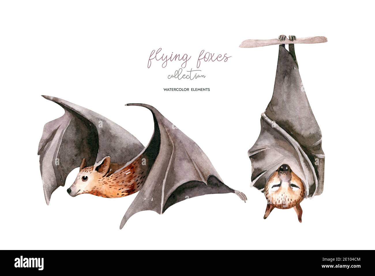Watercolor flyinf fox. Sleeping black fruit bat hanging on on tree branch and flying bar. Nursery illustration. White background. Stock Photo