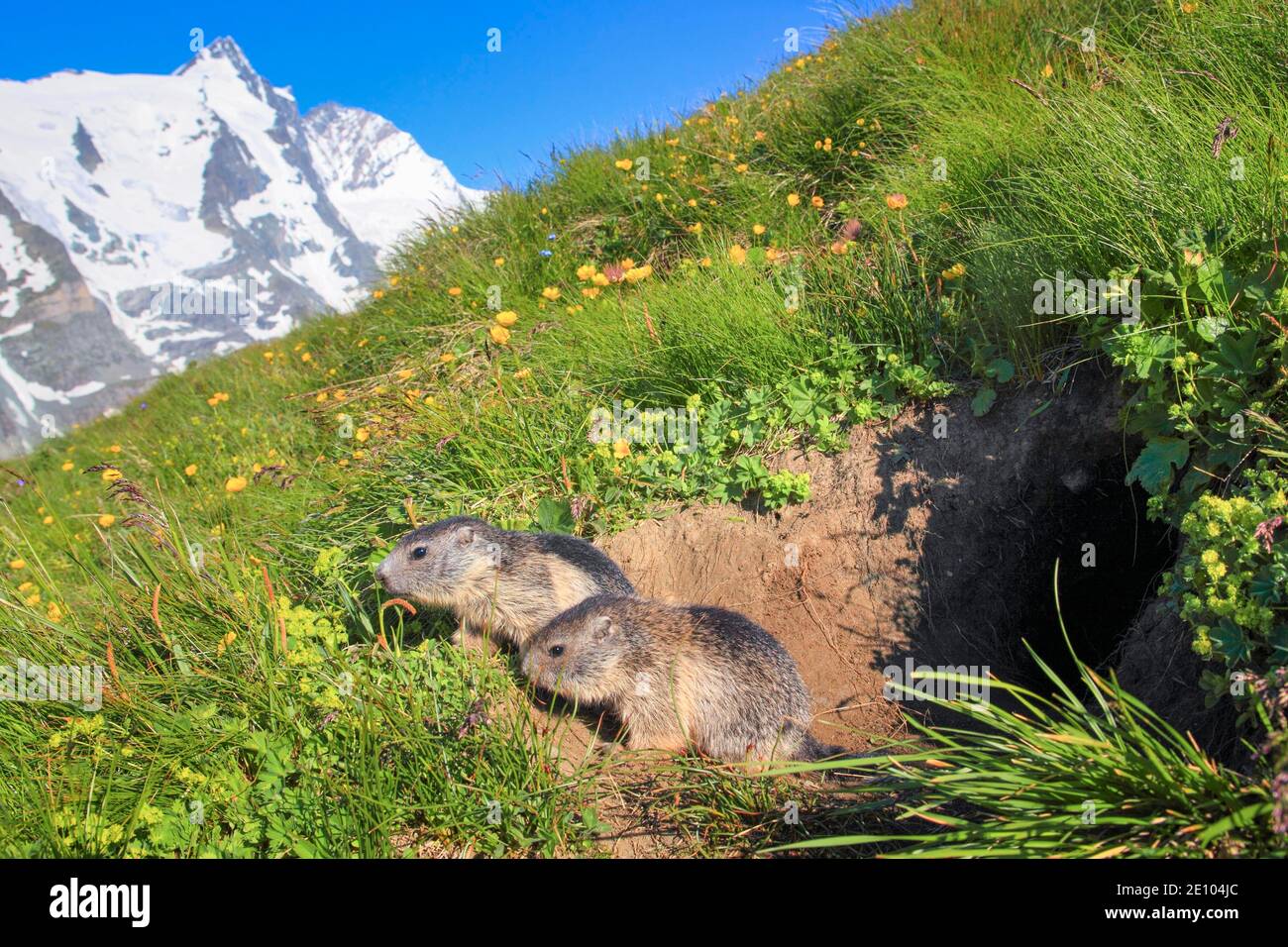 Baby Alpine Marmot (Marmota marmota), Alpine Marmot Stock Photo - Alamy