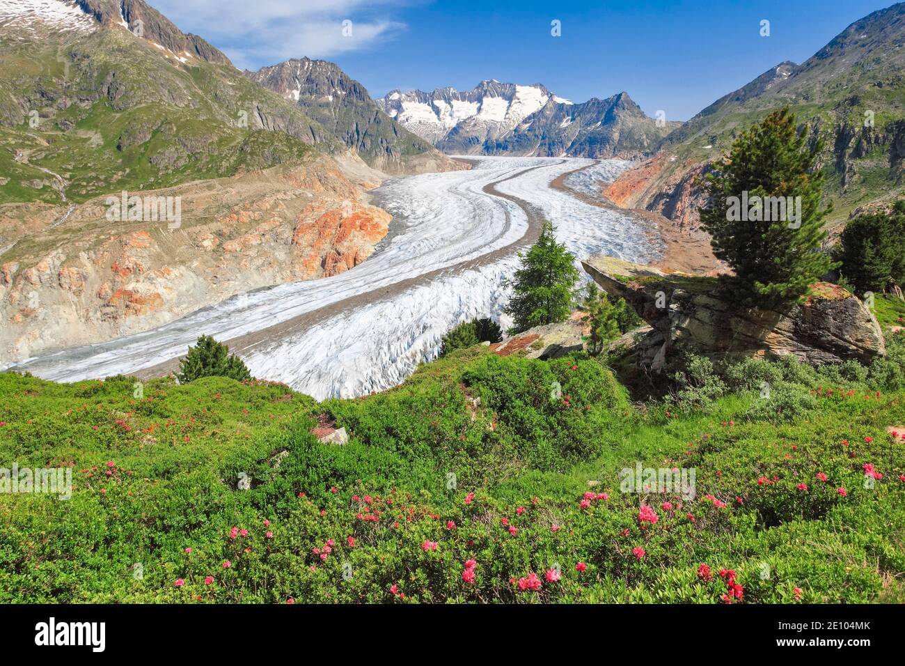 Bike trail Moosfluh, Wannenhörner and Aletsch glacier with alpine roses, Valais, Switzerland, Europe Stock Photo