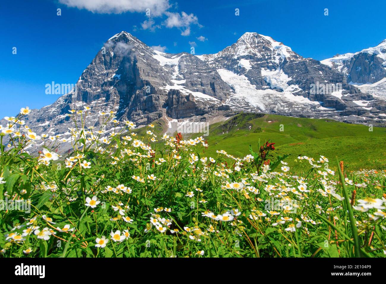 Eiger and Mönch with wolfsbane, Bernese Oberland, Switzerland, Europe Stock Photo