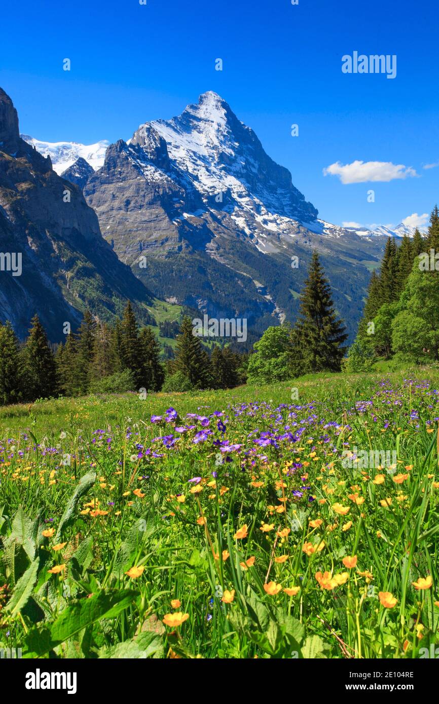 Eiger, Grindelwald, Switzerland, Europe Stock Photo Alamy
