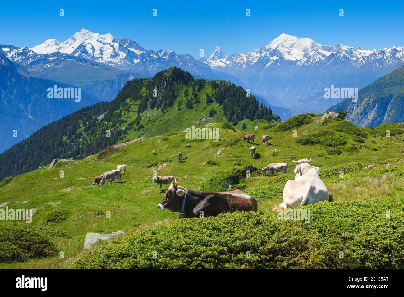 Swiss Alps, Mischabel Group, Matterhorn, Weisshorn, Valais, Switzerland, Europe Stock Photo