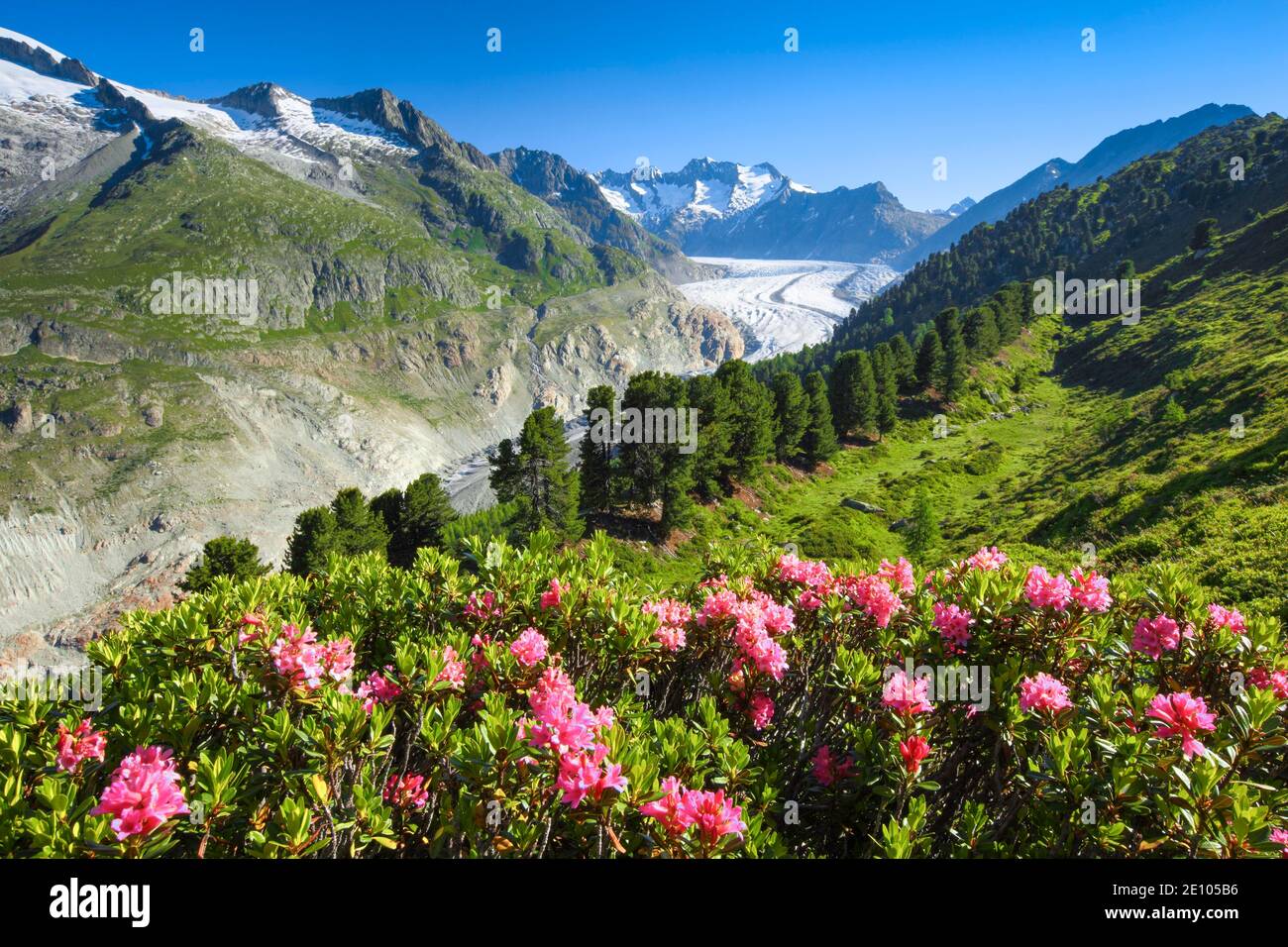 Wannenhörner and Aletsch glacier with alpine roses, Valais, Switzerland, Europe Stock Photo