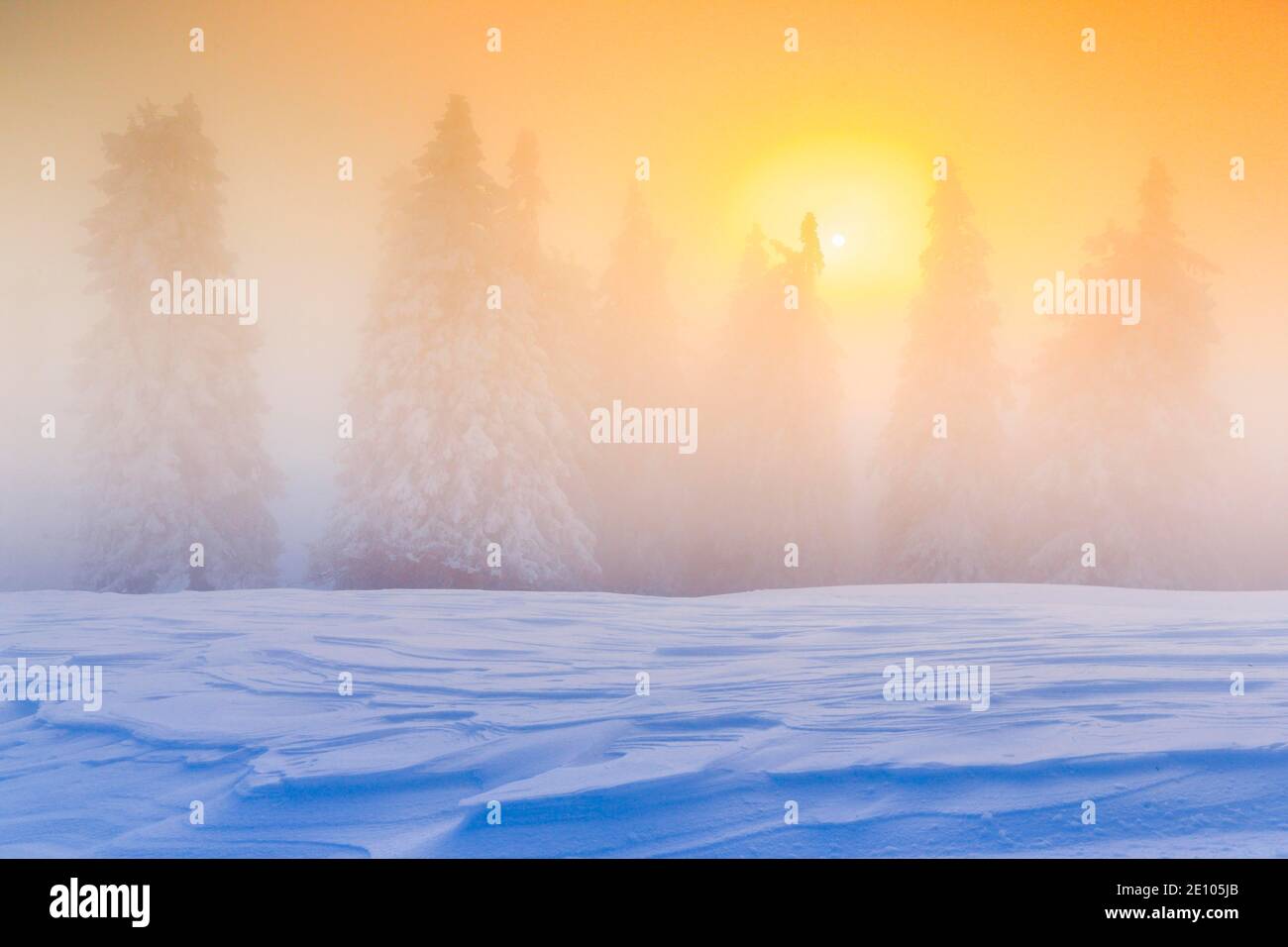 Winter forest in fog, Switzerland, Europe Stock Photo