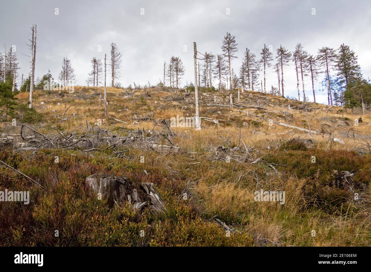 Dead Forest, Harz Mountains near Schierke, Saxony-Anhalt, Germany, Europe Stock Photo