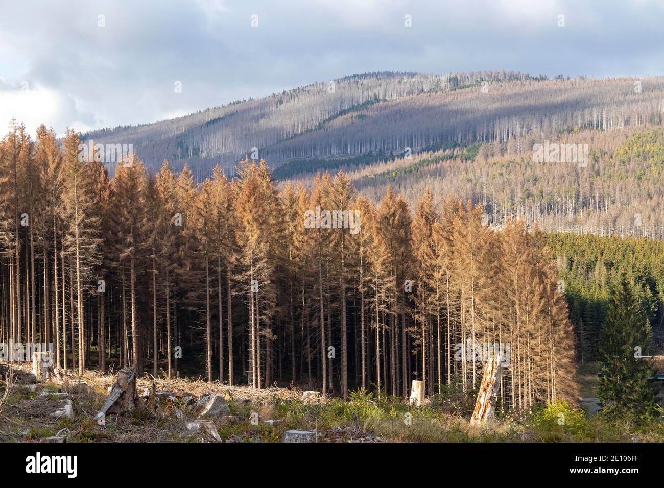 Dead trees, forest dieback, Schierke, Harz, Saxony-Anhalt, Germany, Europe Stock Photo