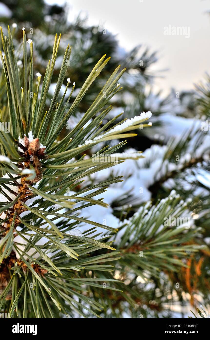 Pine tree close up tree branch hi-res stock photography and images - Alamy