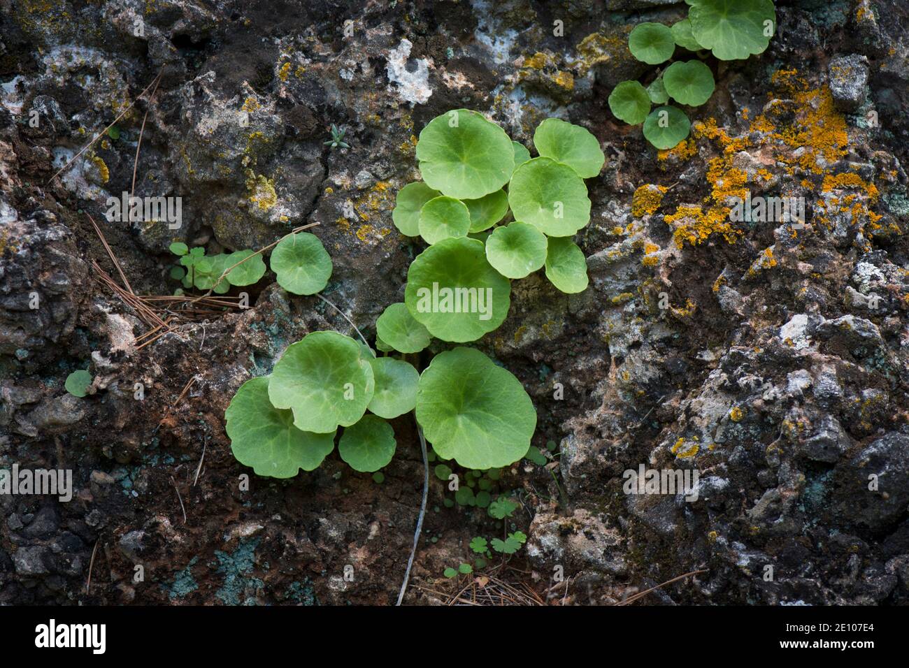 Umbilicus rupestris, navelwort, penny-pies, wall pennywort, growing on a rock, Andalusia, Spain. Stock Photo