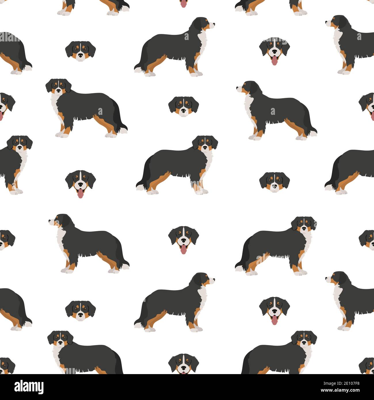 Bernese mountain dog seamless, pattern. Different poses, Bernese