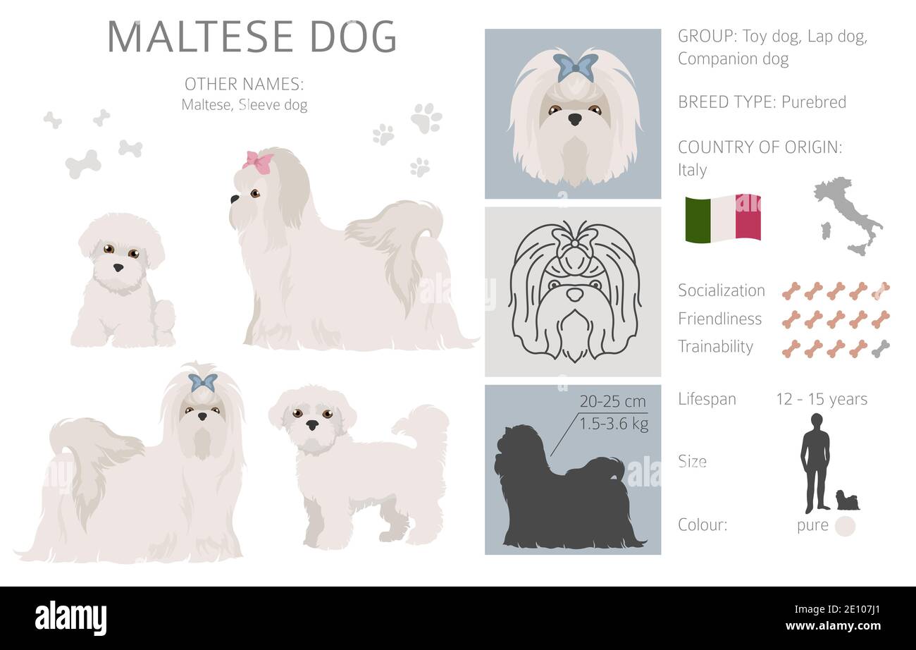 What Color Are Maltese Dogs