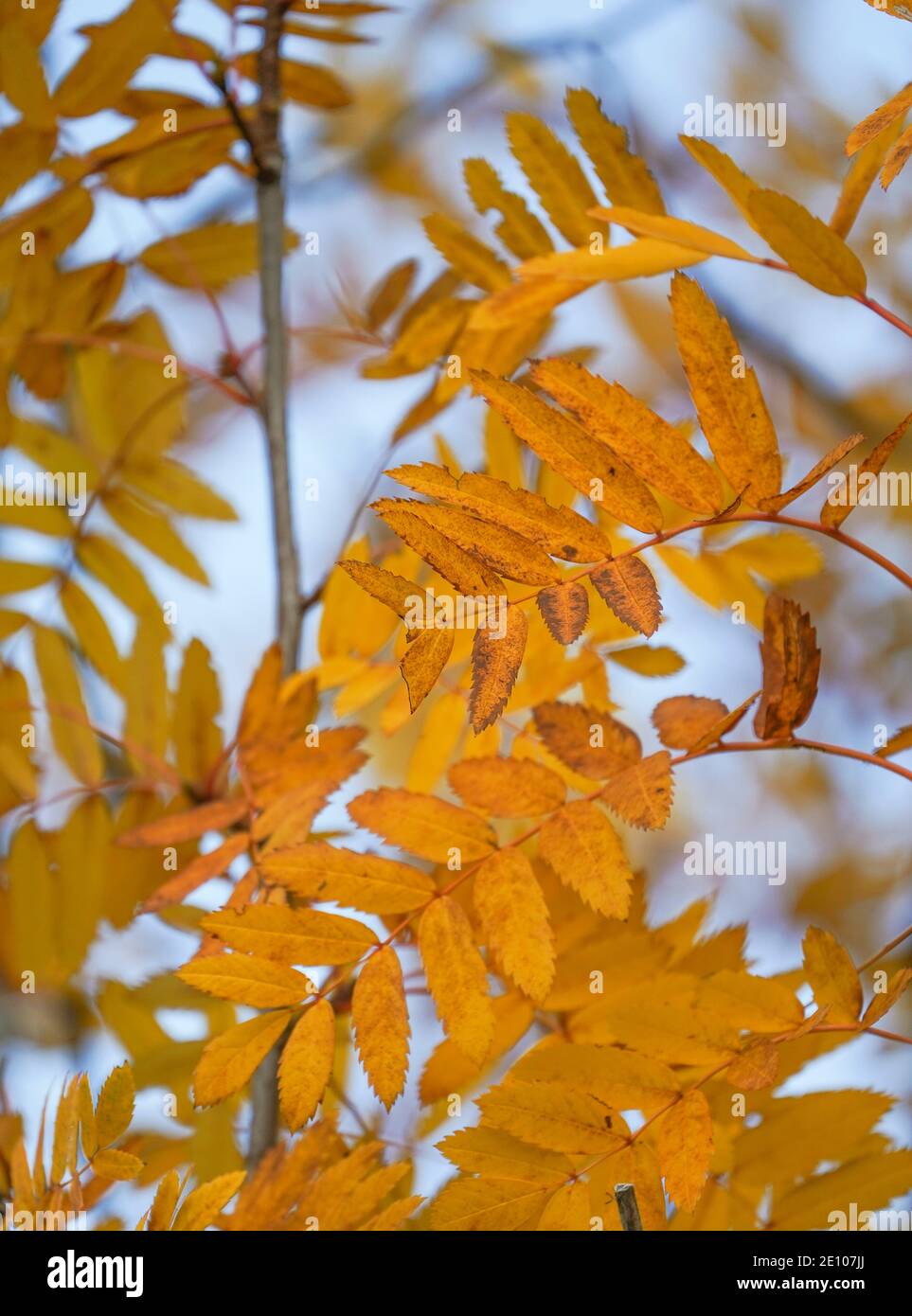 Tree foliage in autumn colours, Spain Stock Photo