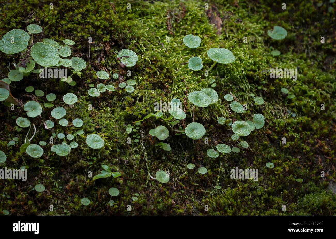 Umbilicus rupestris, navelwort, penny-pies, wall pennywort, growing on a rock, Andalusia, Spain. Stock Photo