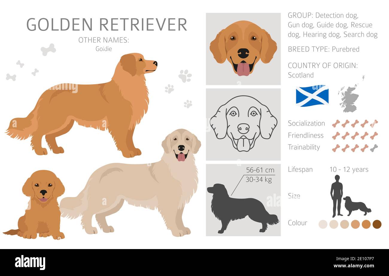 Golden retriever dogs in different poses and coat colors. Adult goldies and  puppy set. Vector illustration Stock Vector Image & Art - Alamy