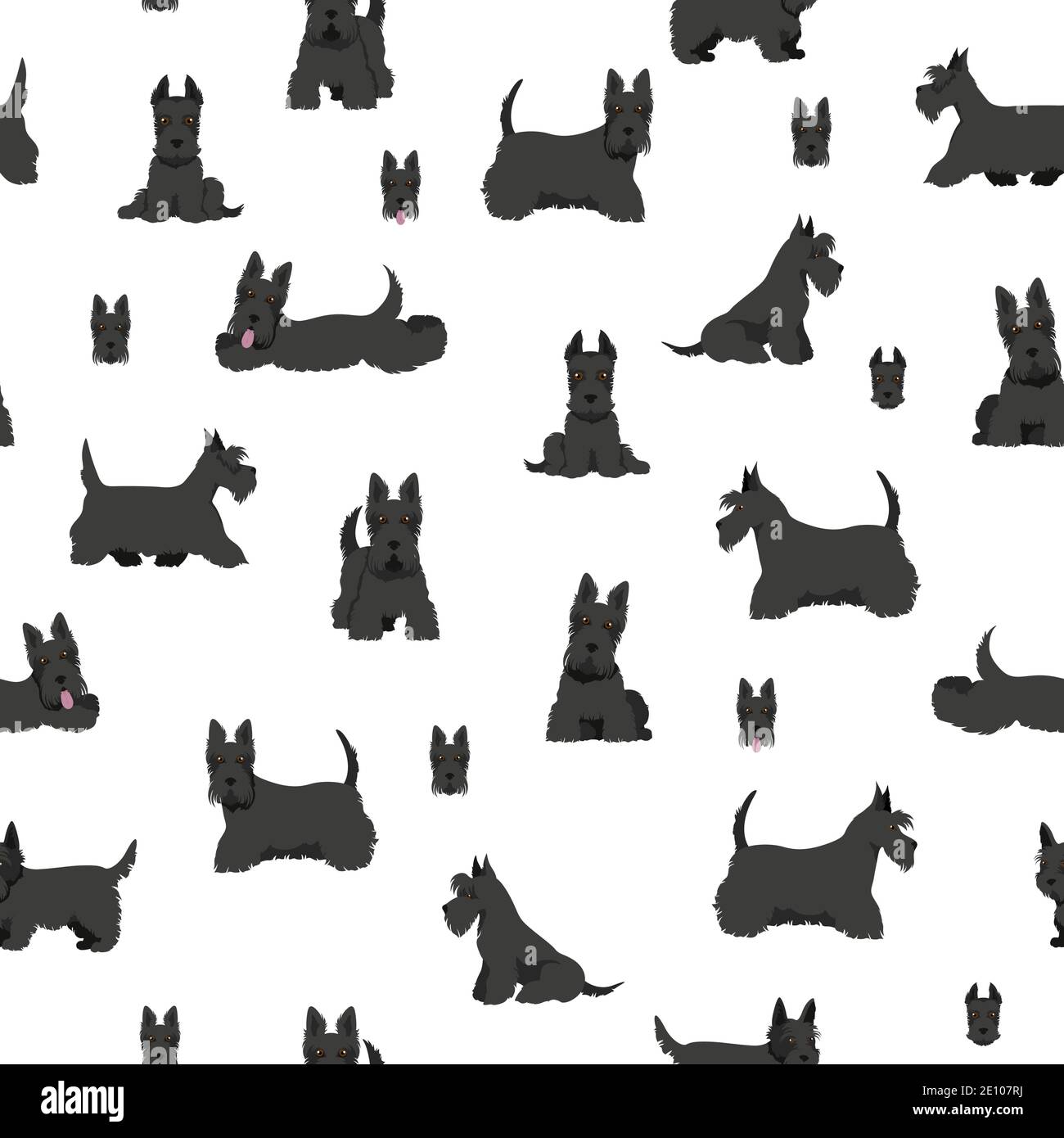 Scottish terrier dogs in different poses and coat colors. Adult and