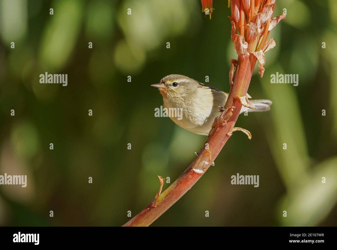 Common Chiffchaff (Phylloscopus collybita) feeding on the nectar of (Candelabra aloe) Aloe arborescens Stock Photo