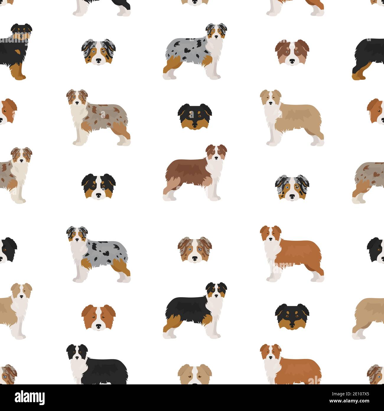 Australian shepherd dog seamless pattern. Different variations of coat  color set. Vector illustration Stock Vector Image & Art - Alamy