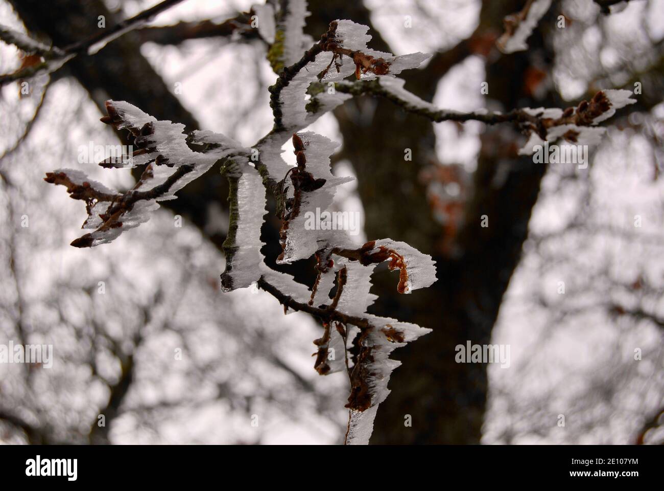Branches covered in Frost Stock Photo - Alamy