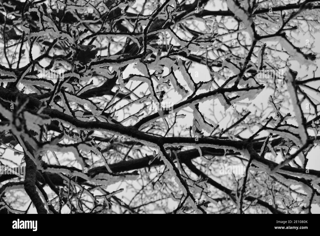 branches covered in frost Stock Photo