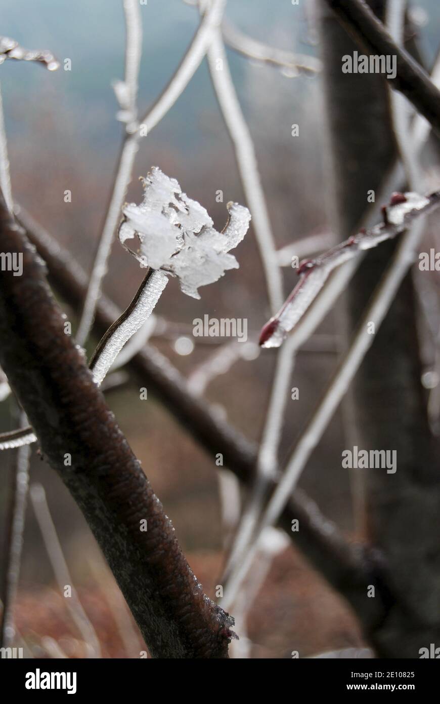 plants covered in frost Stock Photo Alamy